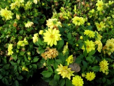 Yellow Flowers.JPG